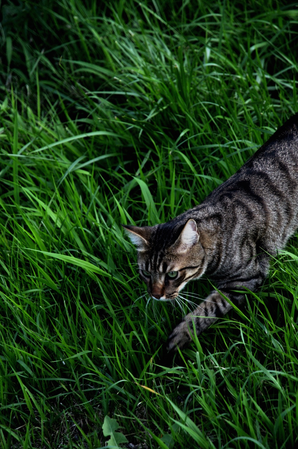 A tabby cat stalking through tall green grass